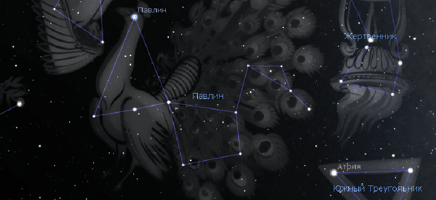 Созвездие павлово на оке